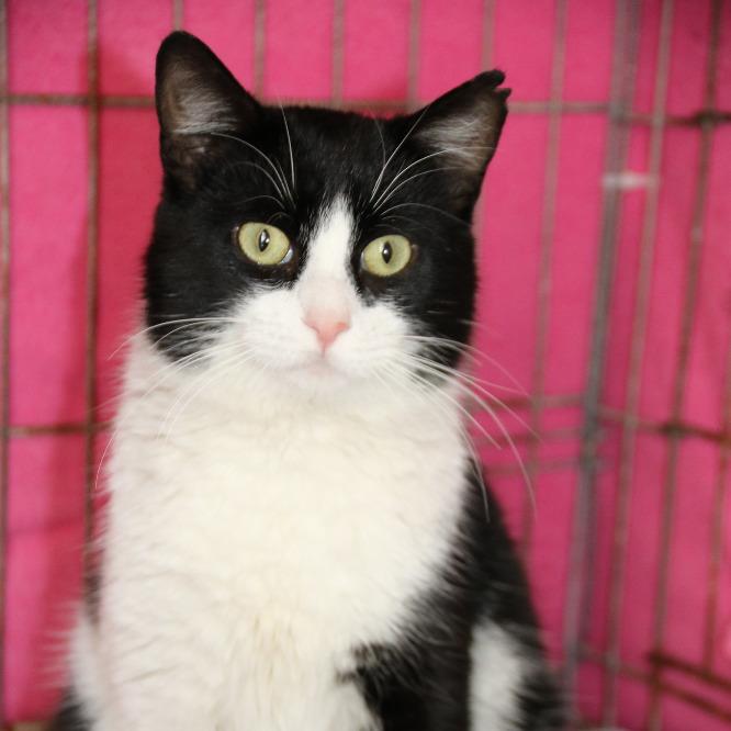 Photo de Muffin / Napoleon